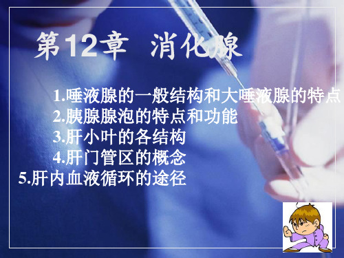 解剖组胚学-消化腺