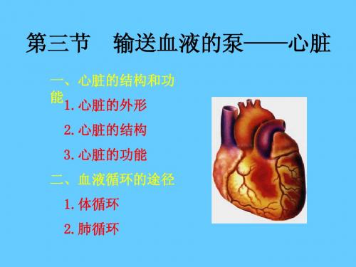 心脏的结构