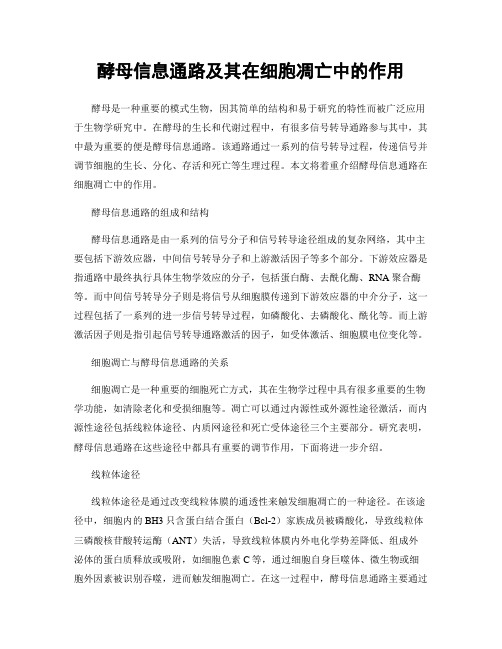 酵母信息通路及其在细胞凋亡中的作用