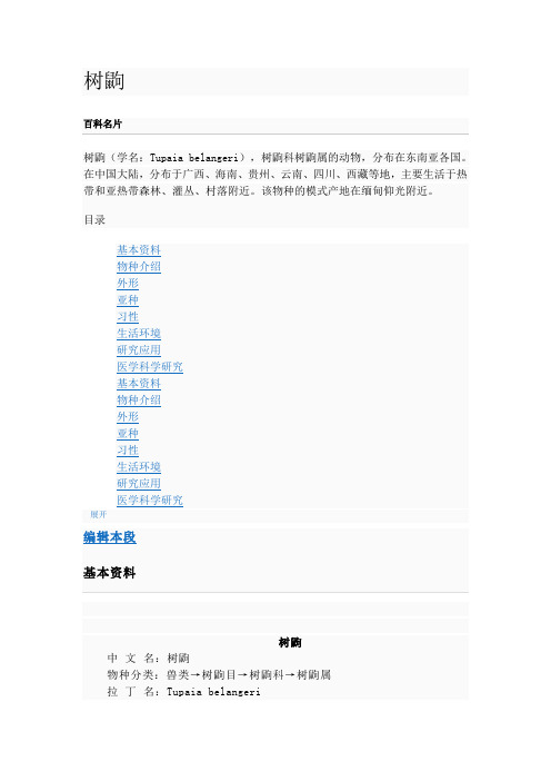 树鼩