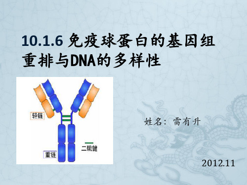 10.1.6 Ig.的基因组重排与DNA的多样性-雷有升