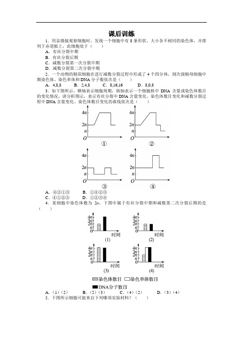 生物必修2课后训练：第二章第一节 减数分裂第一课时 含解析 精品