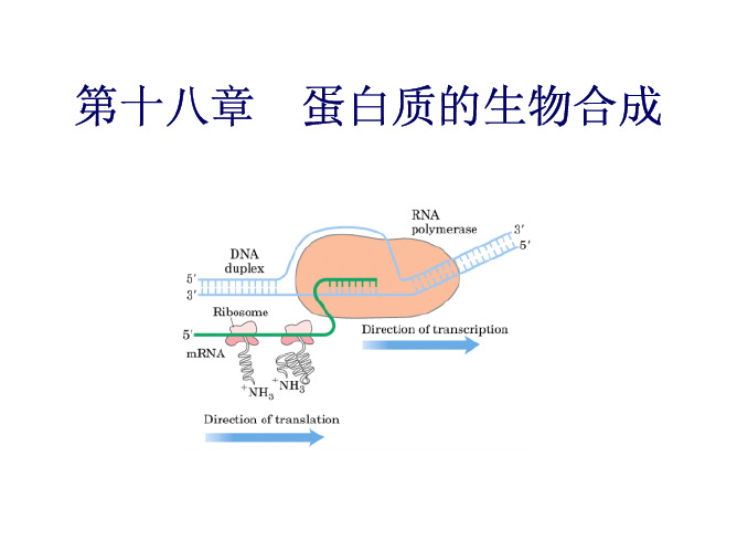 生物化学第18章_蛋白质的生物合成