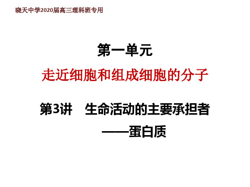 高三生物一轮复习课件第3讲生命活动的主要承担者——蛋白质