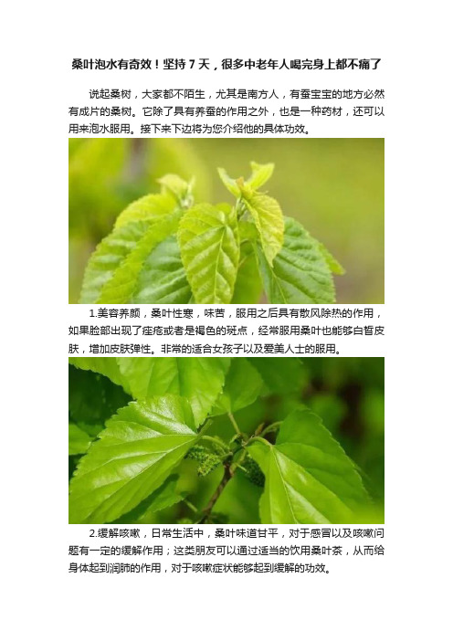 桑叶泡水有奇效！坚持7天，很多中老年人喝完身上都不痛了