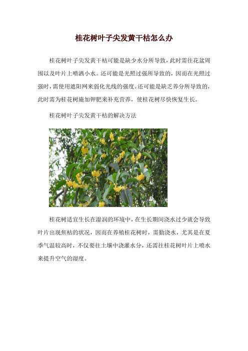 桂花树叶子尖发黄干枯怎么办