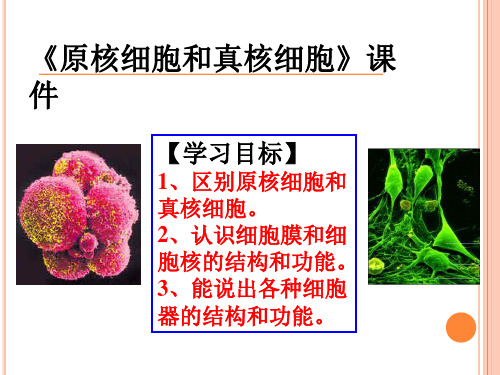 《原核细胞和真核细胞》课件1