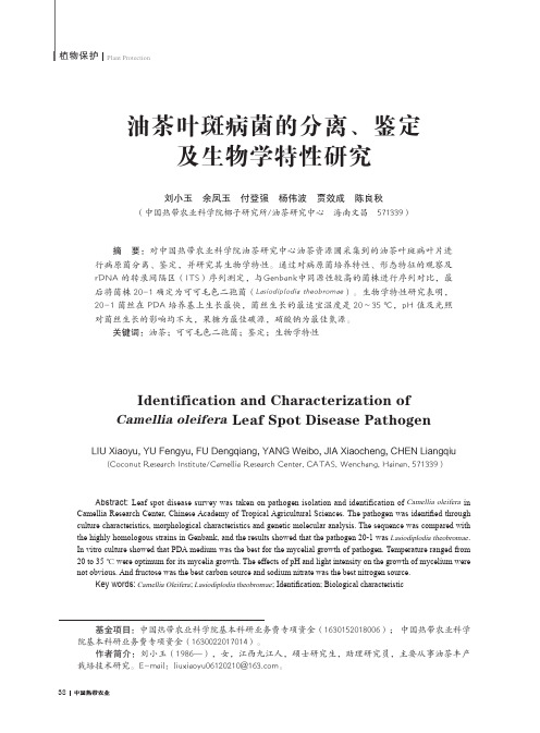 油茶叶斑病菌的分离、鉴定及生物学特性研究