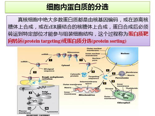 2023年高中生物竞赛课件：细胞内蛋白质的分选