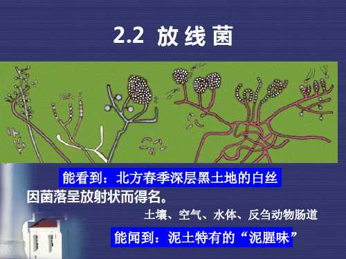 2.2 放线菌