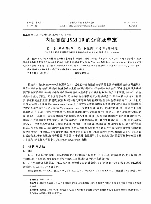 内生真菌JSM 10的分离及鉴定