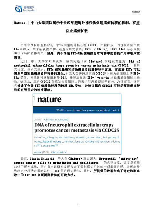 Nature-中山大学团队揭示中性粒细胞胞外捕获物促进癌症转移的机制,有望阻止癌症扩散