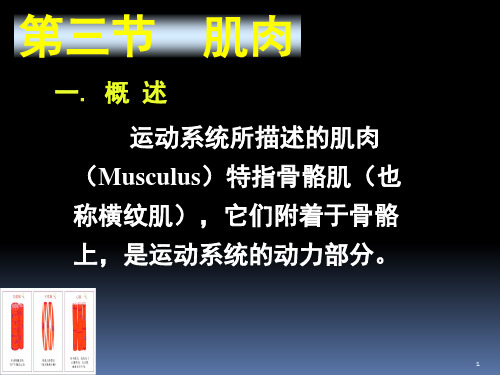 肌肉.PPT