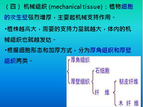 植物学-植物组织2