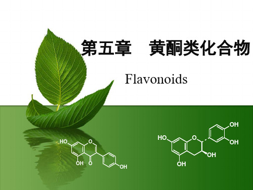 第五章黄酮类化合物