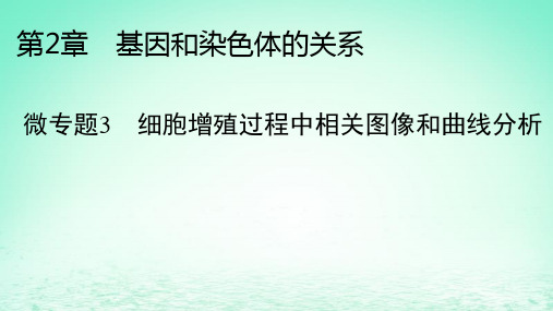 新教材同步系列2024春高中生物第2章微专题3细胞增殖过程中相关图像和曲线分析课件新人教版必修2