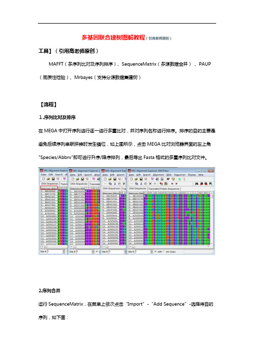 多基因联合建树图解教程(引用高老师)