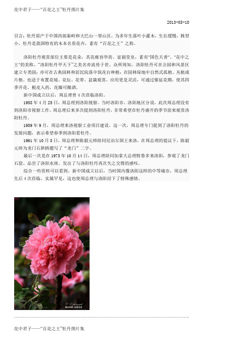 花中君子——“百花之王”牡丹图片集