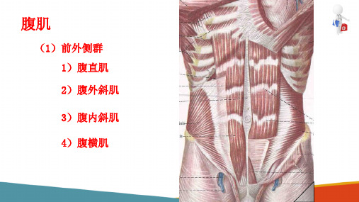 运动系统影像解剖—肌(医学影像解剖学课件)