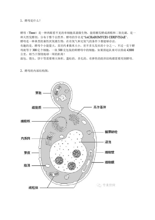 【科普】最全的酵母知识,一定要收藏