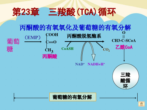 【优】丙酮酸的有氧氧化及葡萄糖打印最全PPT