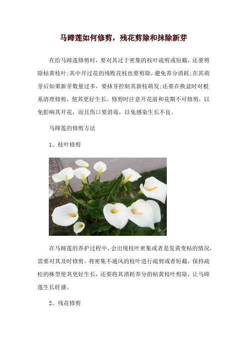 马蹄莲如何修剪,残花剪除和抹除新芽