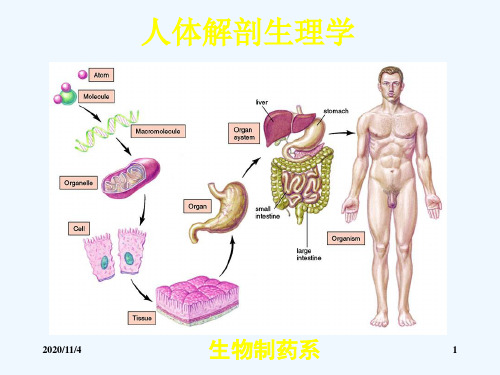 人体生理解剖第一章绪论