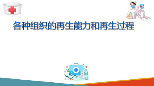 细胞和组织的适应、损伤与修复 损伤的修复 病理学课件