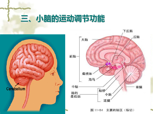 小脑的运动调节功能