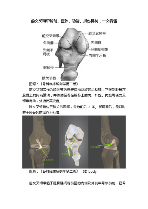 前交叉韧带解剖、查体、功能、损伤机制，一文看懂