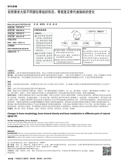 自然衰老大鼠不同部位骨组织形态、骨密度及骨代谢指标的变化