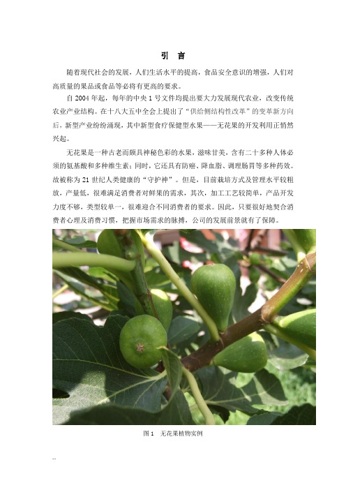 无花果项目商业实施计划书