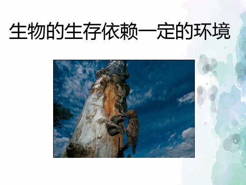 北师大版-生物-八年级下册23.1   生物的生存依赖一定的环境   优秀课件