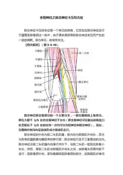 坐骨神经之腓总神经卡压综合症