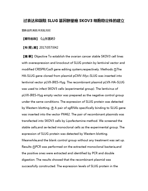 过表达和敲除SLUG基因卵巢癌SKOV3细胞稳定株的建立