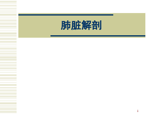 肺脏解剖及分段PPT演示幻灯片