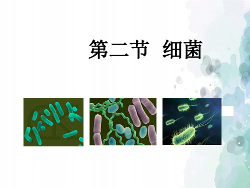 人教版生物-八年级上册-5.4.2 细菌课件