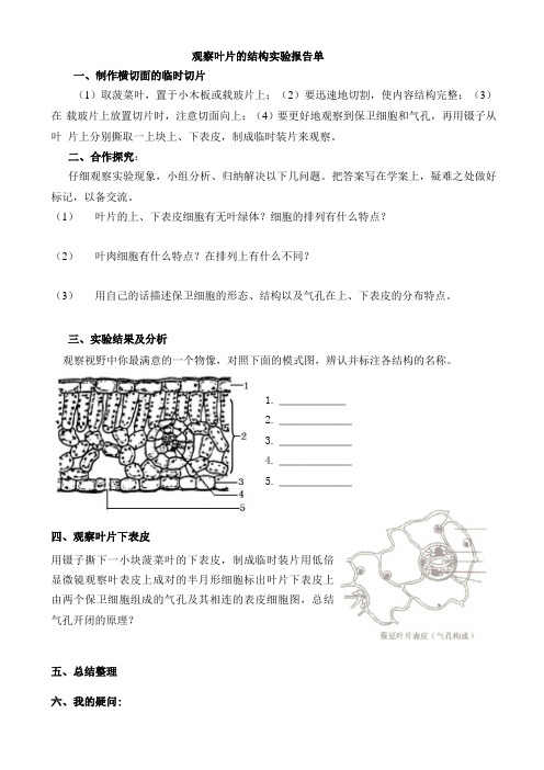 观察叶片的结构实验报告单