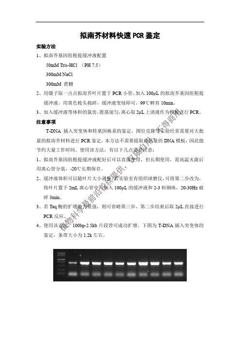 拟南芥材料快速PCR鉴定