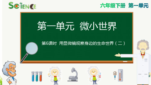 最新教科版小学科学六年级下册《用显微镜观察身边的生命世界(二)》精品课件