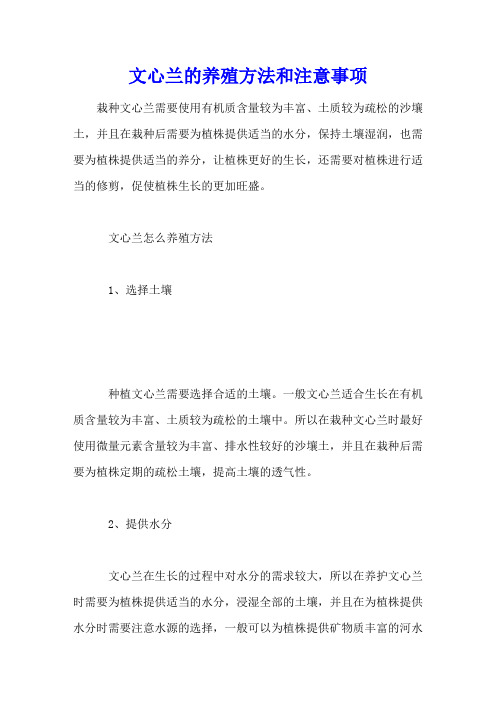 文心兰的养殖方法和注意事项