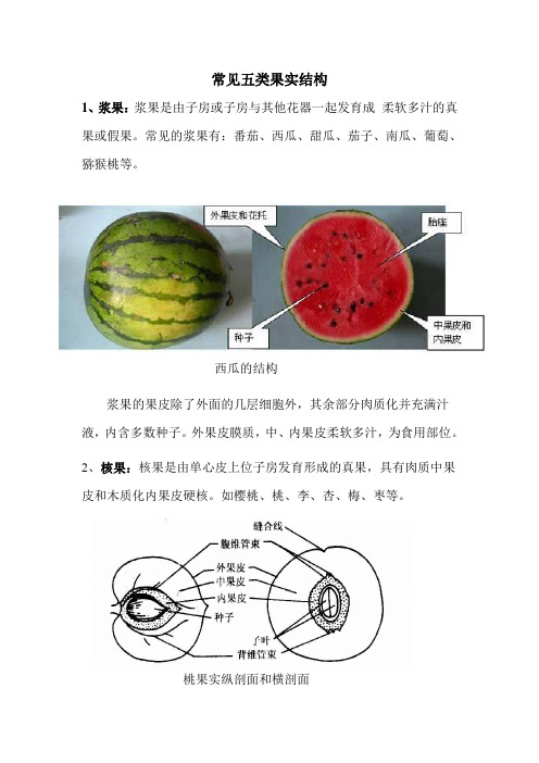 常见五类果实结构