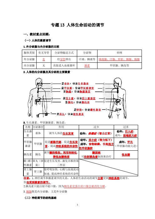 人教版生物中考一轮复习：人体生命活动的调节(解析版)