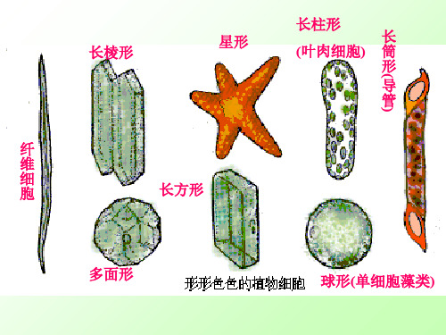 初中生物  人和动物细胞的结构和功能4 苏教版精品课件