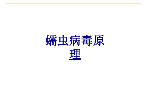 蠕虫病毒原理PPT优质课件