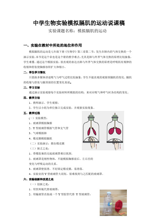 模拟膈肌的运动说课稿-高腊梅