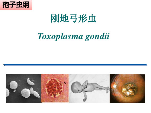 人体寄生虫学课件：弓形虫