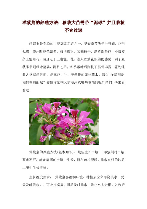 洋紫荆的养殖方法：移栽大苗需带“泥球”并且栽植不宜过深