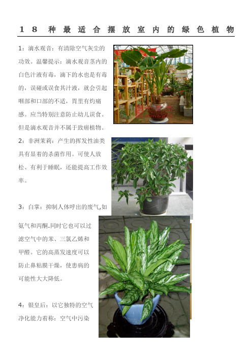 18种最适合摆放室内的绿色植物