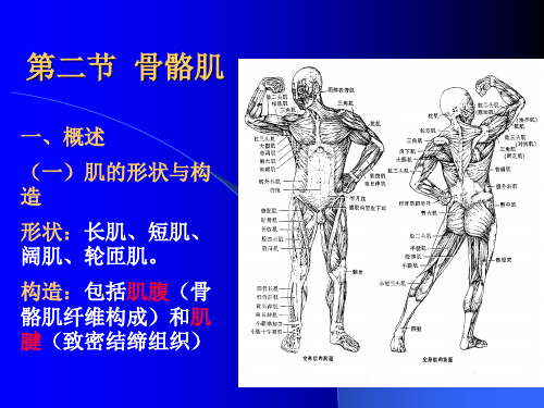 第二节骨骼肌